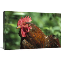 Domestic Chicken rooster, northern Germany-Canvas Art-30"x20"