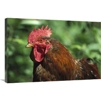 Domestic Chicken rooster, northern Germany-Canvas Art-36&quotx24"