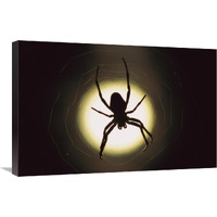 Spider silhouetted in its web, native to Europe-Canvas Art-30"x20"