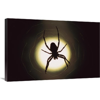 Spider silhouetted in its web, native to Europe-Canvas Art-36"x24"