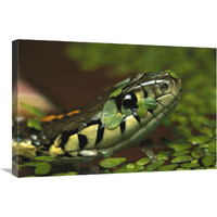 Common Garter Snake in water with duckweed, native to North America-Canvas Art-30"x20"