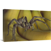 Hunting Spider or Banana Spider walking on Bananas, native to Central America-Canvas Art-30"x20"