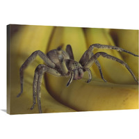 Hunting Spider or Banana Spider walking on Bananas, native to Central America-Canvas Art-36"x24"