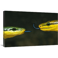 Colubrid Snake two making initial contact, using tongue to identify friend, enemy, or prey-Canvas Art-30"x20"