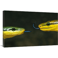 Colubrid Snake two making initial contact, using tongue to identify friend, enemy, or prey-Canvas Art-36"x24"