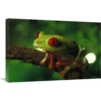 Red-eyed Tree Frog portrait sitting on a twig, native to tropical rainforests of Central America-Canvas Art-30"x20"