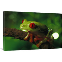 Red-eyed Tree Frog portrait sitting on a twig, native to tropical rainforests of Central America-Canvas Art-36"x24"