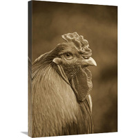 Domestic Chicken, Partridge Brahma, cockerel, close-up of head-Canvas Art-20&quotx30"