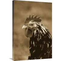 Domestic Chicken, Gournay cockerel, close-up of head, Normandy, France-Canvas Art-20"x30"