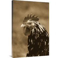 Domestic Chicken, Gournay cockerel, close-up of head, Normandy, France-Canvas Art-24"x36"