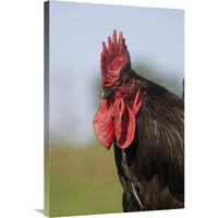 Domestic Chicken, close-up of cockerel head-Canvas Art-24"x36"