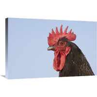 Domestic Chicken - Close-up of cockerel head-Canvas Art-30"x20"