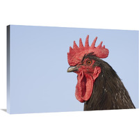 Domestic Chicken - Close-up of cockerel head-Canvas Art-36"x24"