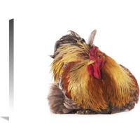 Domestic Chicken, Partridge Brahma, cockerel, sitting-Canvas Art-30"x20"