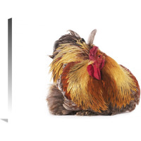 Domestic Chicken, Partridge Brahma, cockerel, sitting-Canvas Art-36"x24"