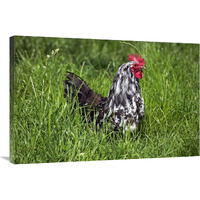 Domestic Chicken, Braekel, cockerel, standing in grass-Canvas Art-36"x24"