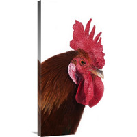 Domestic Chicken, Gaulois Dore, cockerel, close-up of head-Canvas Art-24&quotx36"