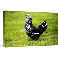 Domestic Chicken, Gournay hen, standing on grass, Normandy, France-Canvas Art-30"x20"