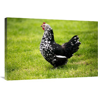 Domestic Chicken, Gournay hen, standing on grass, Normandy, France-Canvas Art-36&quotx24"