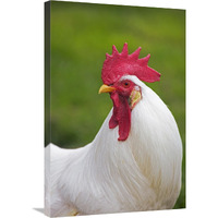 Domestic Chicken, White Leghorn, cockerel, close-up of head and neck, France-Canvas Art-20&quotx30"