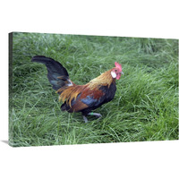 Domestic Chicken, Lavender Barbu D"anver, cockerel-Canvas Art-36"x24"