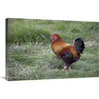 Domestic Chicken, Partridge Wyandotte Miniature, cockerel-Canvas Art-30"x20"