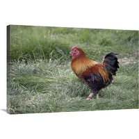 Domestic Chicken, Partridge Wyandotte Miniature, cockerel-Canvas Art-36"x24"