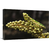 Mantis on Pitcher Plant-Canvas Art-30"x20"