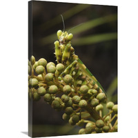 Mantis on Pitcher Plant-Canvas Art-20"x30"