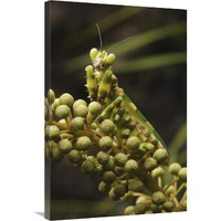 Mantis on Pitcher Plant-Canvas Art-24"x36"