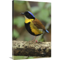 Gurney"s Pitta male, Krabi, Thailand-Canvas Art-20"x30"