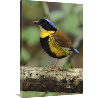 Gurney"s Pitta male, Krabi, Thailand-Canvas Art-24"x36"