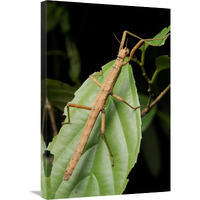 Stick insect, North Maluku, Indonesia-Canvas Art-20&quotx30"