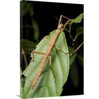 Stick insect, North Maluku, Indonesia-Canvas Art-24&quotx36"