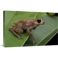 Shrub Frog, Sarawak, Borneo, Malaysia-Canvas Art-30"x20"