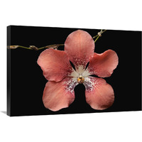 Orchid flower, Sabah, Borneo, Malaysia-Canvas Art-36"x24"