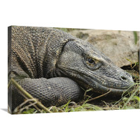 Komodo Dragon, Nusa Tenggara, Indonesia-Canvas Art-30"x20"