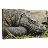 Komodo Dragon, Nusa Tenggara, Indonesia-Canvas Art-36"x24"