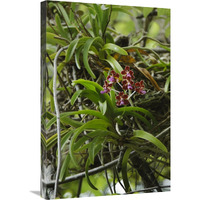 Orchid flowers, Nusa Tenggara, Indonesia-Canvas Art-20"x30"