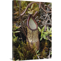 Pitcher Plant pitcher, Kelantan, Malaysia-Canvas Art-24&quotx36"