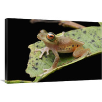 Masked Treefrog, Sarawak, Borneo, Malaysia-Canvas Art-36"x24"