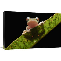 Masked Treefrog, Sarawak, Borneo, Malaysia-Canvas Art-30&quotx20"