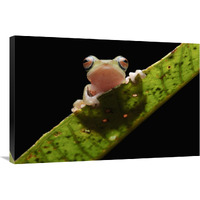 Masked Treefrog, Sarawak, Borneo, Malaysia-Canvas Art-36"x24"