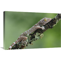 Tokay Gecko juvenile, Uthai Thani, Thailand-Canvas Art-30"x20"