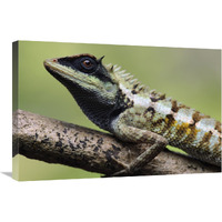 Forest Crested Agama lizard, Krabi, Thailand-Canvas Art-30"x20"