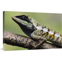 Forest Crested Agama lizard, Krabi, Thailand-Canvas Art-36"x24"