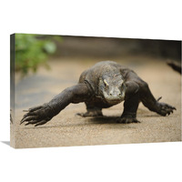 Komodo Dragon walking, Nusa Tenggara, Indonesia-Canvas Art-30"x20"