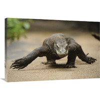 Komodo Dragon walking, Nusa Tenggara, Indonesia-Canvas Art-36"x24"