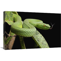 Sabah Bamboo Pitviper, Sarawak, Borneo, Malaysia-Canvas Art-30"x20"