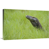 Komodo Dragon in grass, Nusa Tenggara, Indonesia-Canvas Art-30"x20"